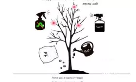 уход1 яблони Свежесть10