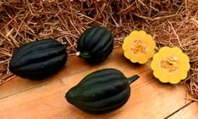 Уконн тыквы Акорн16