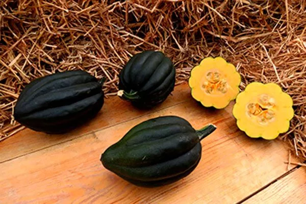 Уконн тыквы Акорн16