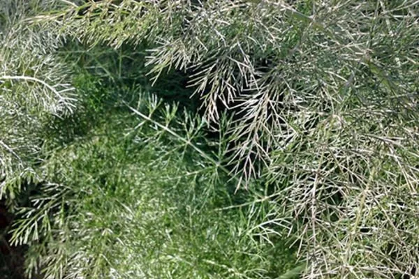 мучнистая роса на укропе Атаман