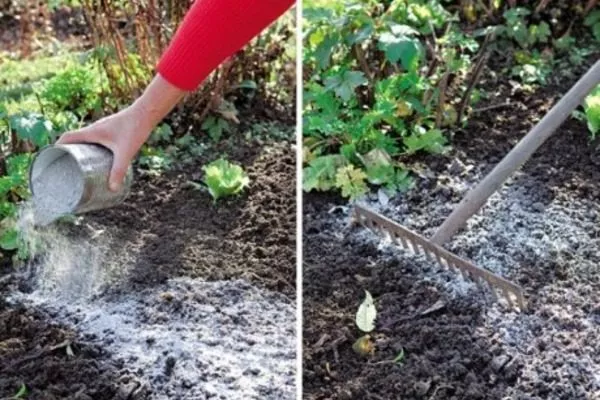 добавление древесной золы при подготовке участка к выращиванию укропа Атаман