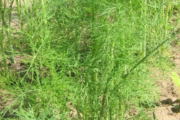 растения укропа Атаман на грядке