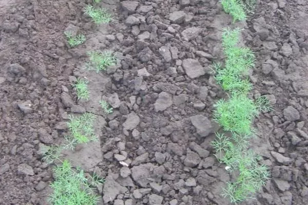 грядка с укропом Атаман