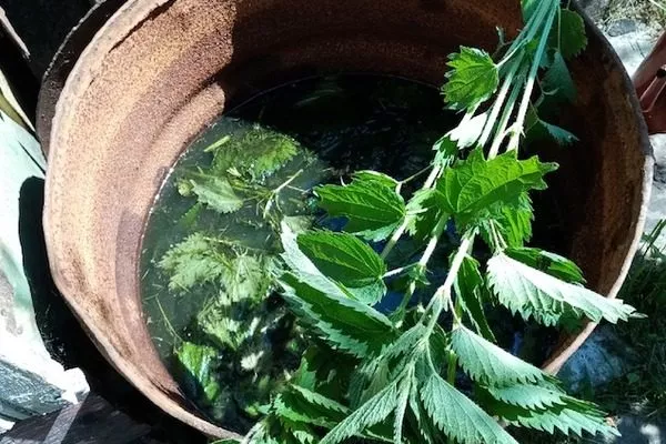 подкормка для укропа Атаман