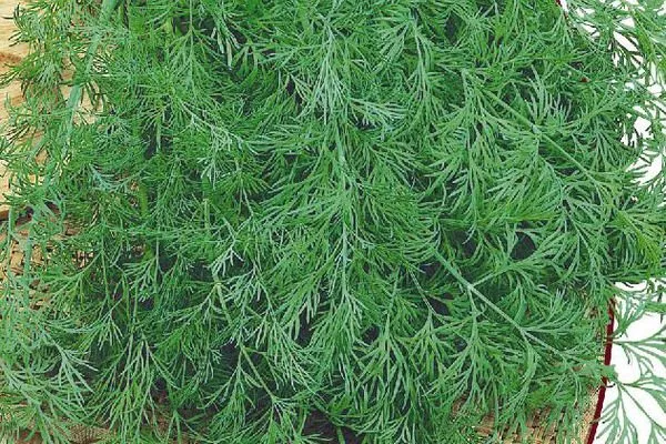 зелень укропа сорта Атаман