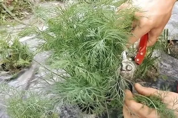 срезка укропа Атаман