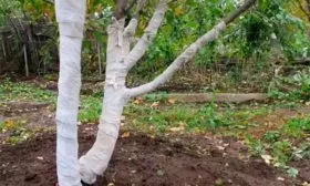 Укрытие на зиму