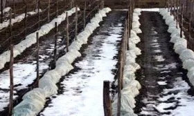 Укрытие на зиму винограда Августин13