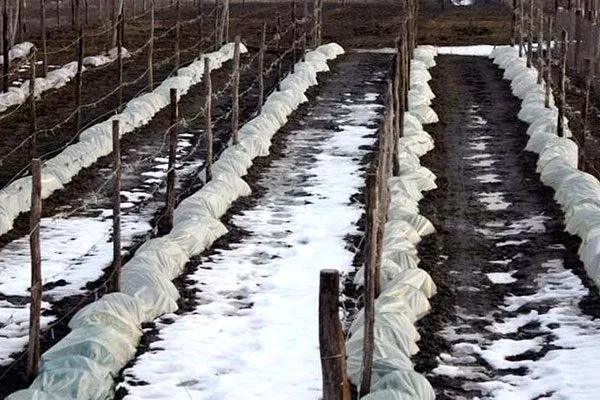 Укрытие на зиму винограда Августин13