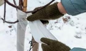 Укрытие на зиму яблони Байя Мариса13