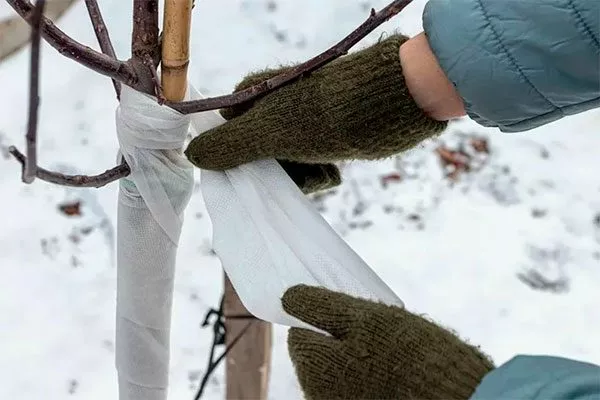 Укрытие на зиму яблони Байя Мариса13