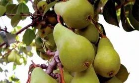 урожай груша Санреми12