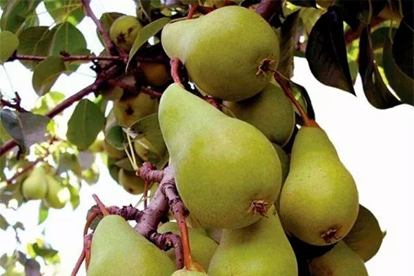 урожай груша Санреми12