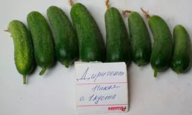 Урожай огурцов Диригент17