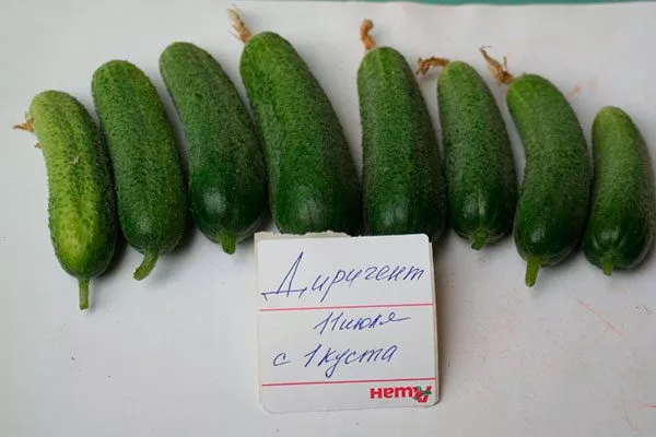 Урожай огурцов Диригент17