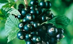 урожай смородины Деликате14