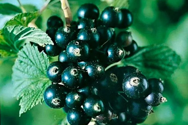 урожай смородины Деликате14