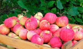 урожай сорт яблок Осеннее полосатое17