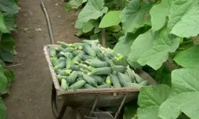 Урожай созревание огурцов Диригент16