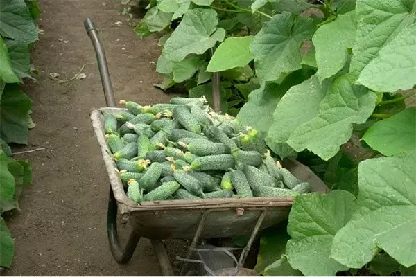 Урожай созревание огурцов Диригент16
