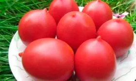 урожай Сызранская пипочка18