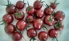 урожай томата Вишенка чёрная13