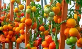 урожай томатов Золотая миля16