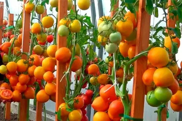 урожай томатов Золотая миля16