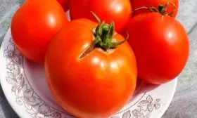 урожай томаты сорта Лабрадор15