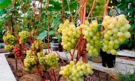 урожай винограда Августин14