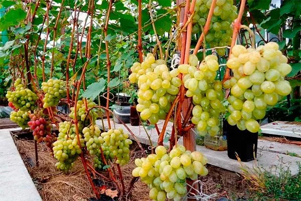 урожай винограда Августин14