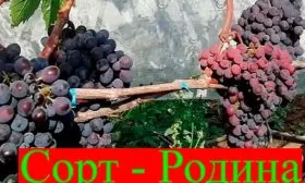 урожай винограда Родина22