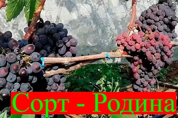 урожай винограда Родина22