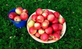 урожай яблок Веньяминовское9