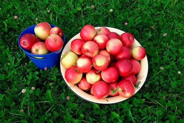 урожай яблок Веньяминовское9