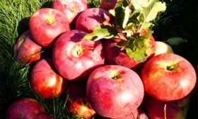 урожай яблони Апорт22