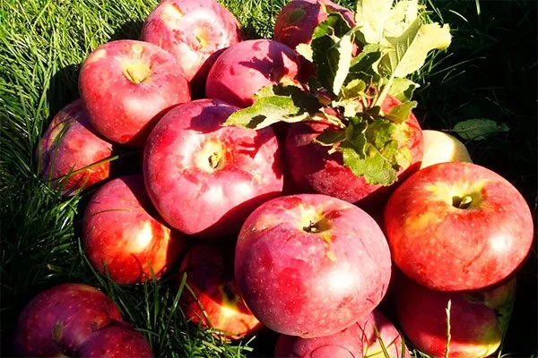 урожай яблони Апорт22