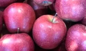 урожай яблони Чёрный принц15