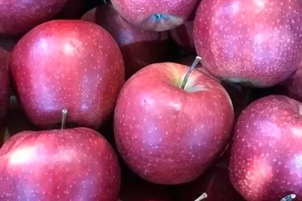 урожай яблони Чёрный принц15