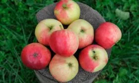 урожай яблоня Афродита7