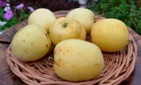 урожай Яблоня Аркад18