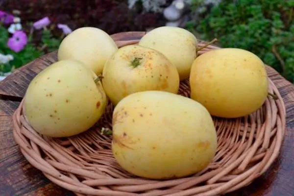 урожай Яблоня Аркад18