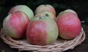 урожай Яблоня Бельфлёр-китайка12