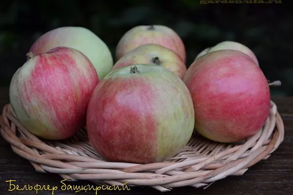 урожай Яблоня Бельфлёр-китайка12