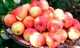 урожай яблоня Триумф16