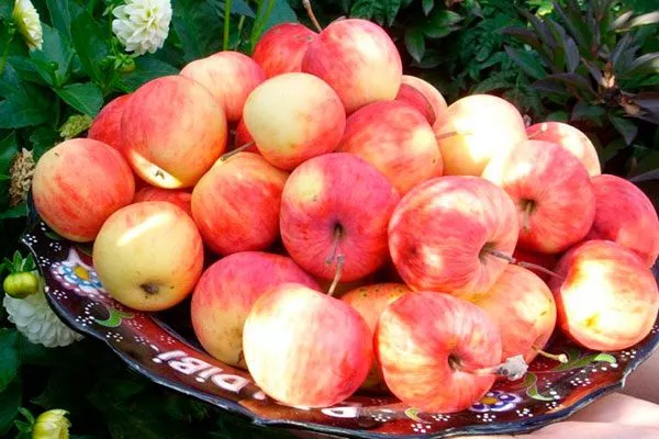 урожай яблоня Триумф16