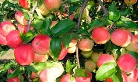 урожайность