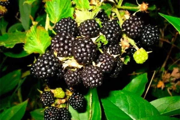 урожайность ежевики сорта Вождь Джозеф11