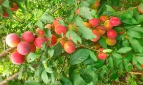 урожайность Слива Персиковая Мичурина18