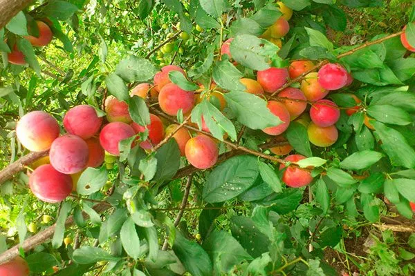 урожайность Слива Персиковая Мичурина18